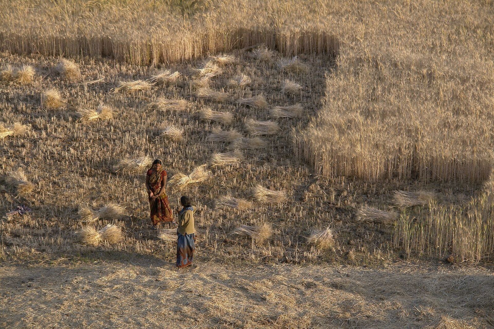 Combine harvester reaping wheat in Raisen district, Madhya Pradesh, India