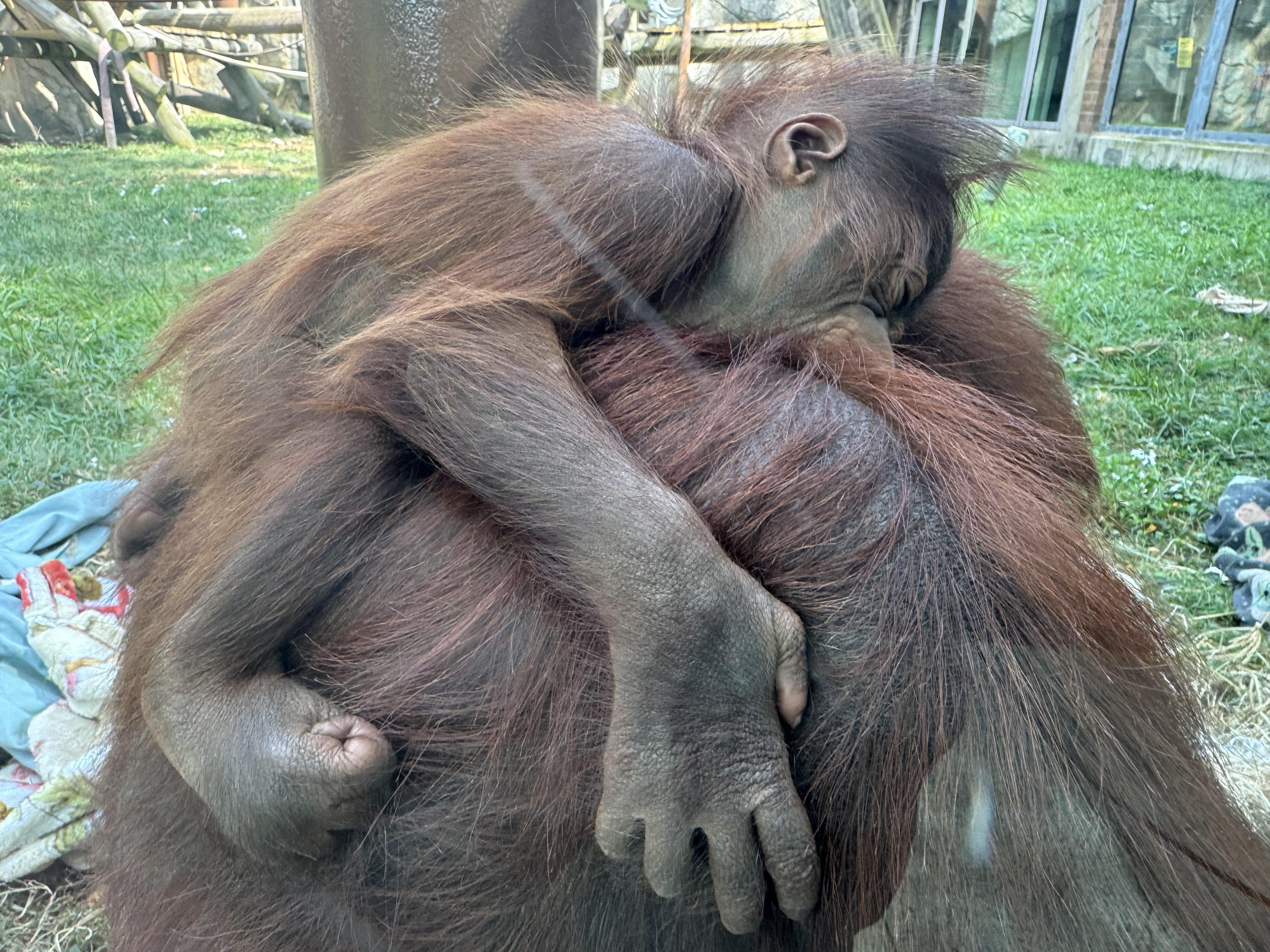 Un bébé orang-outan accroché au bras d'un orang-outan adulte dans un enclos herbeux