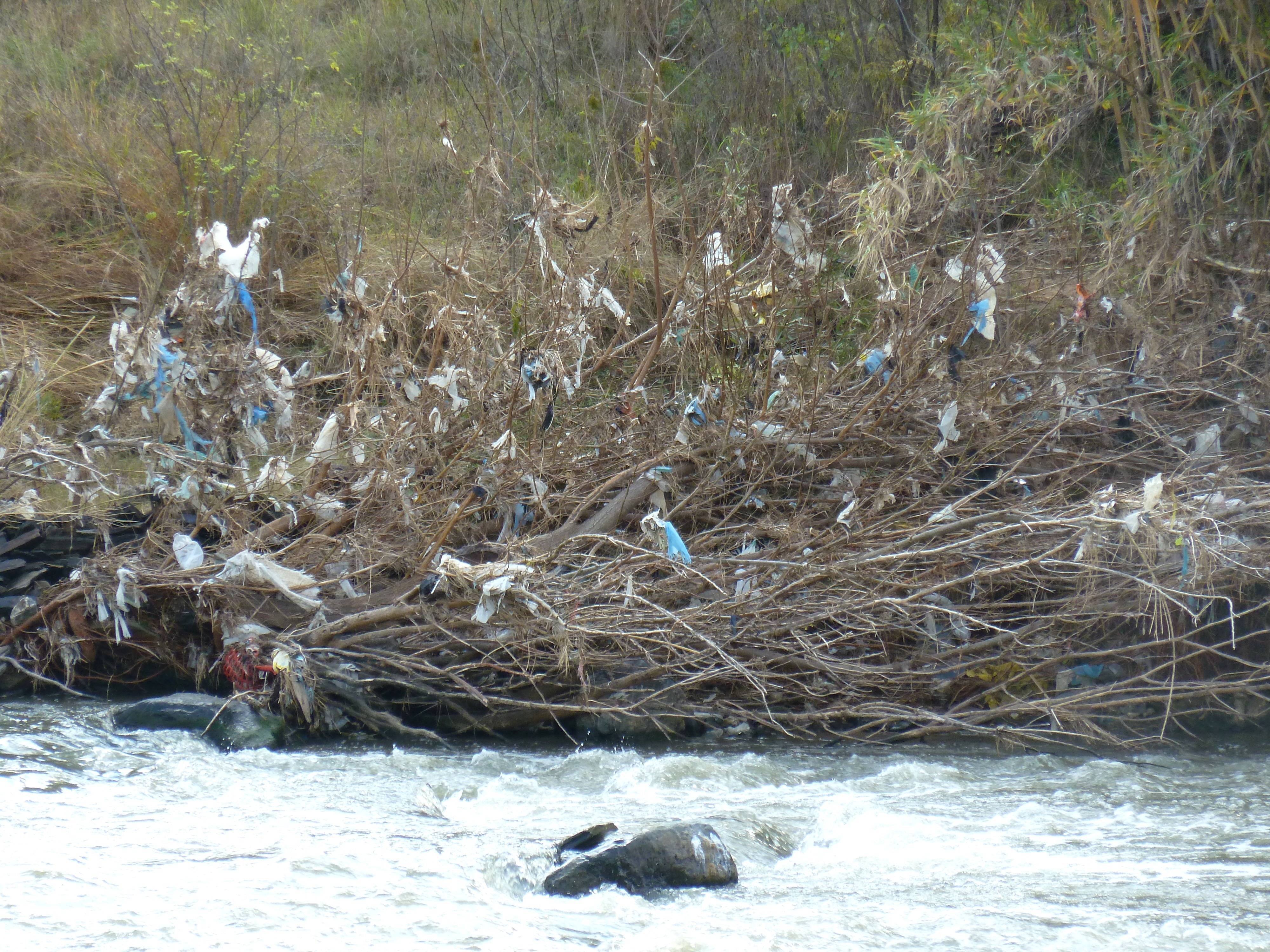 Déchets plastiques et détritus accrochés aux roseaux le long d’une rivière polluée dans le Gauteng, en Afrique du Sud