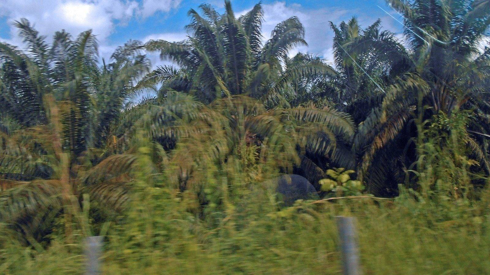 Une plantation de palmiers à huile dans le sud de Sumatra, en Indonésie