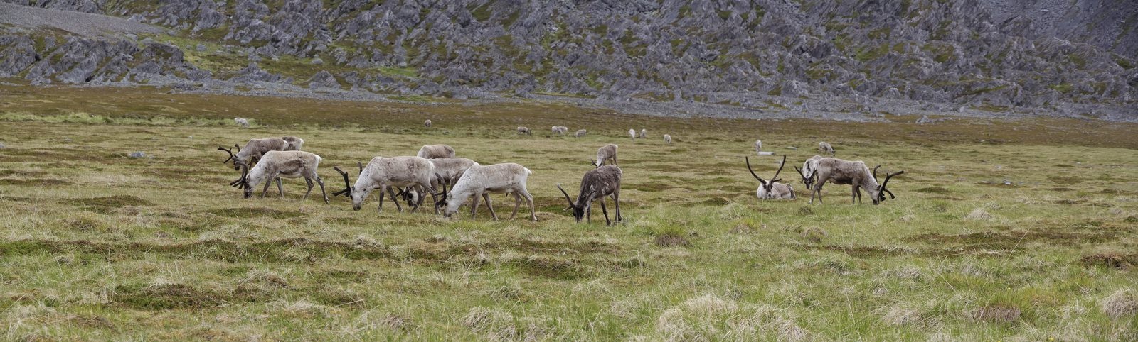 A herd of reindeer grazing on Arctic tundra near Hamningberg in Finnmark, northern Norway, with rocky fells behind