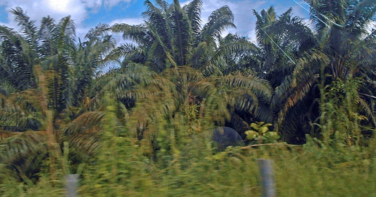 « Une culture miracle » : Prabowo mise l'avenir énergétique de l'Indonésie sur le palmier à huile