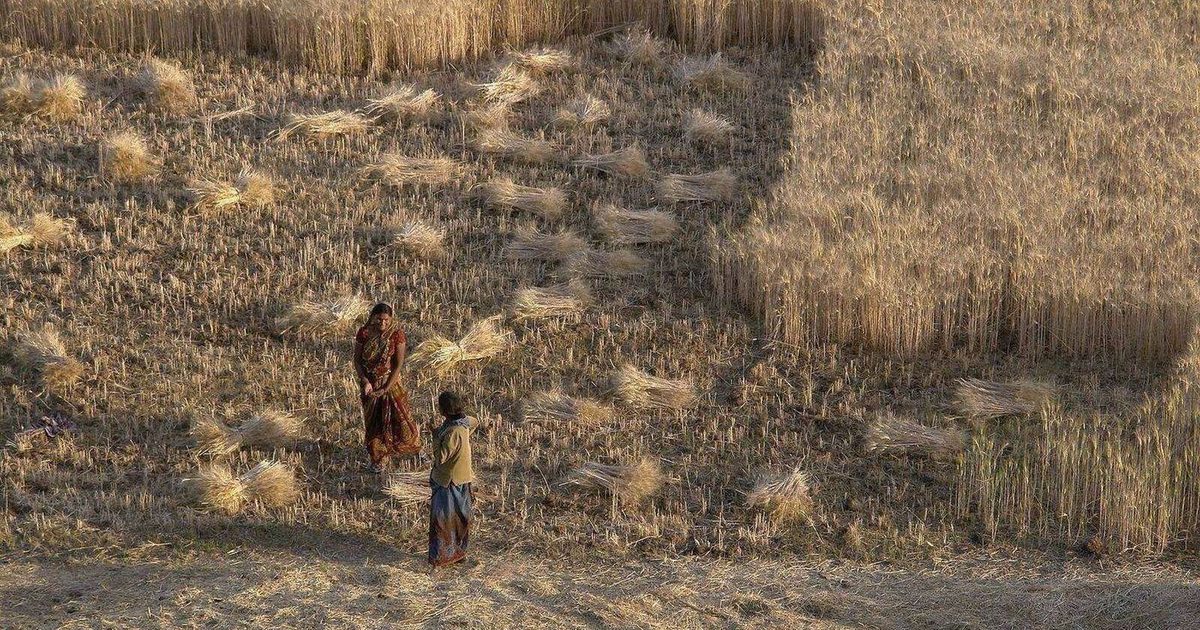 Récolte record au Maroc : le blé fait écran pendant que la facture énergétique bondit de 29 %